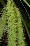 Cypress swamp sedge